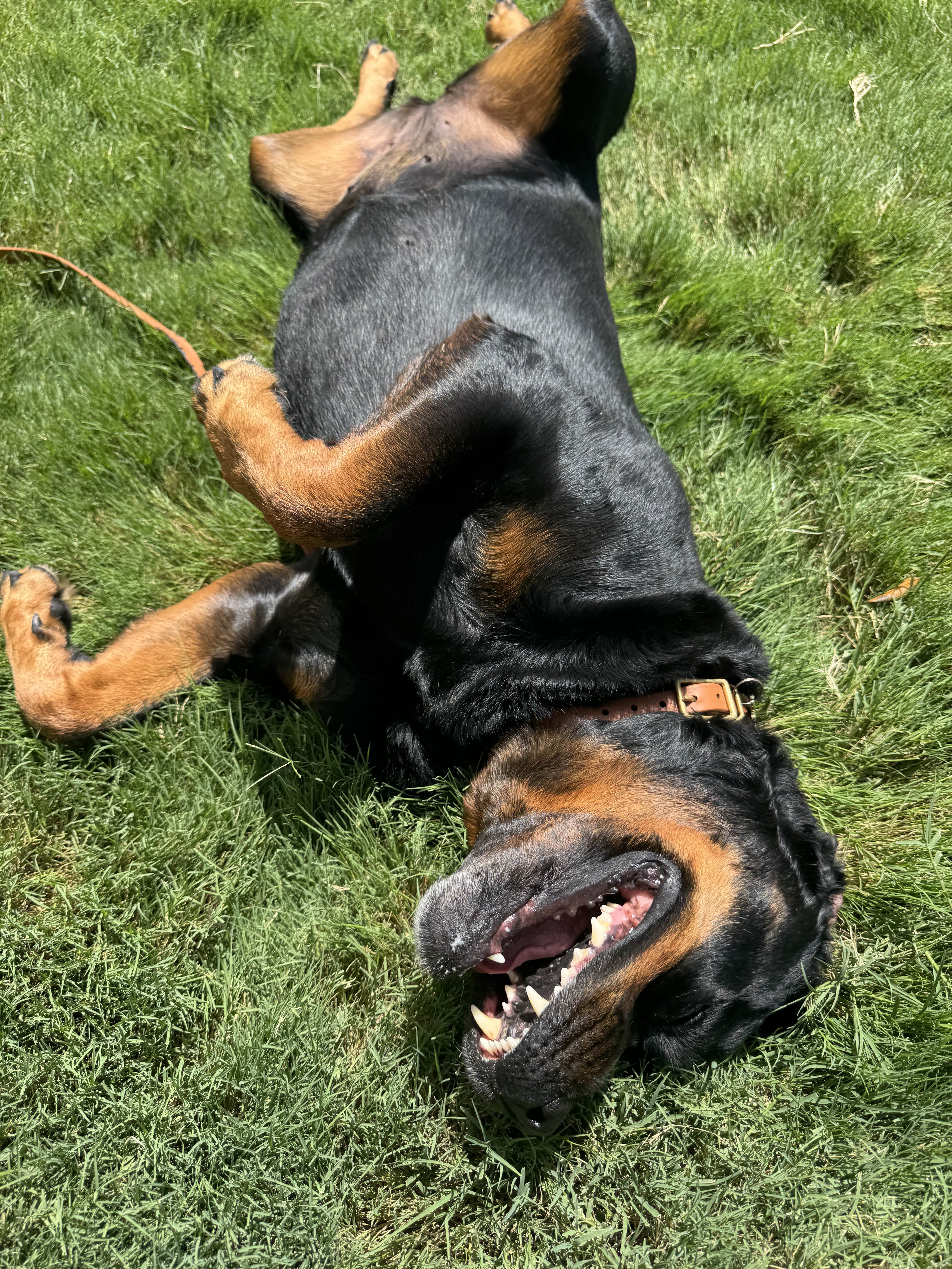 Dog care in Celina Texas