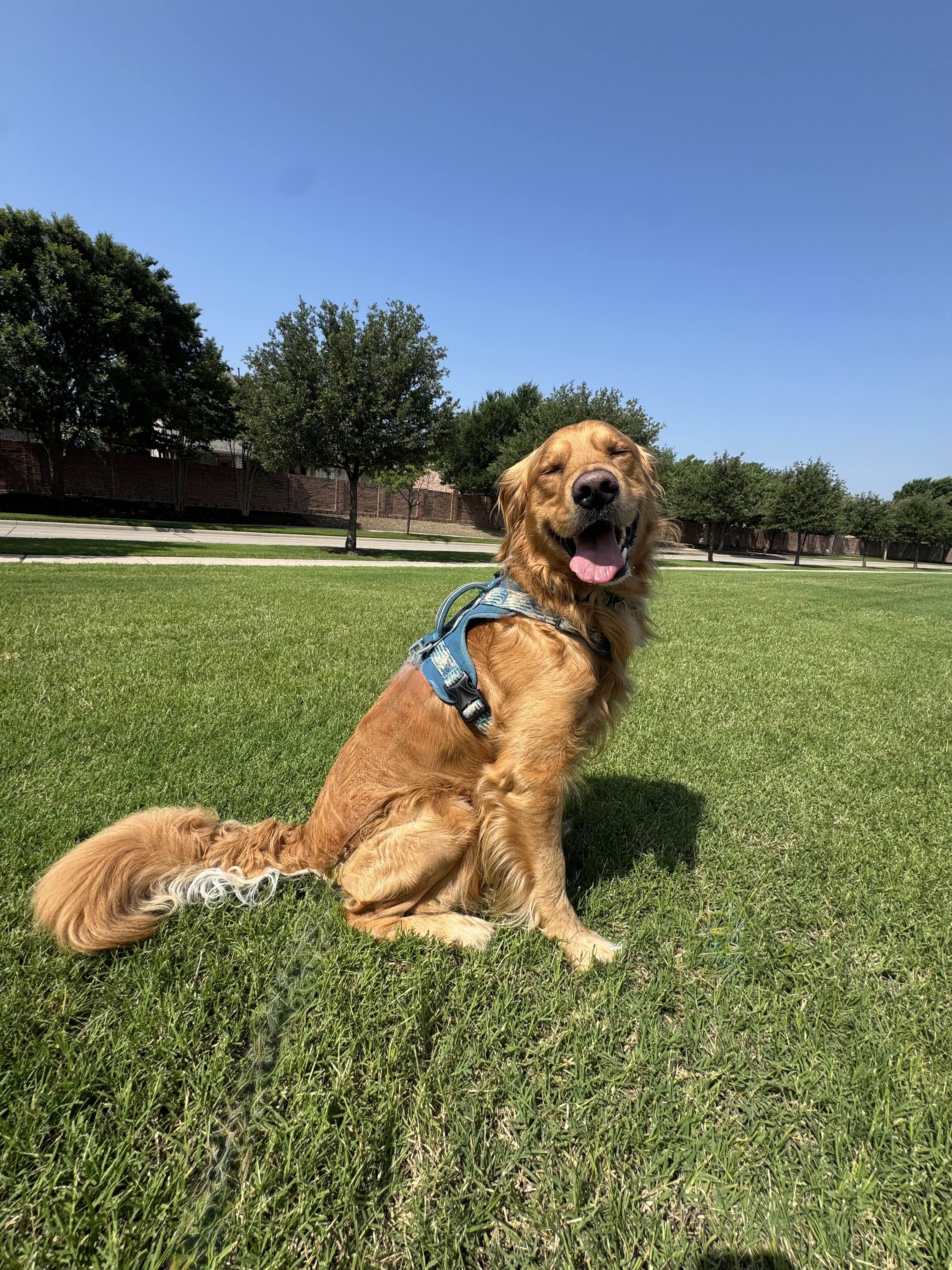 Dog walking in Celina Texas