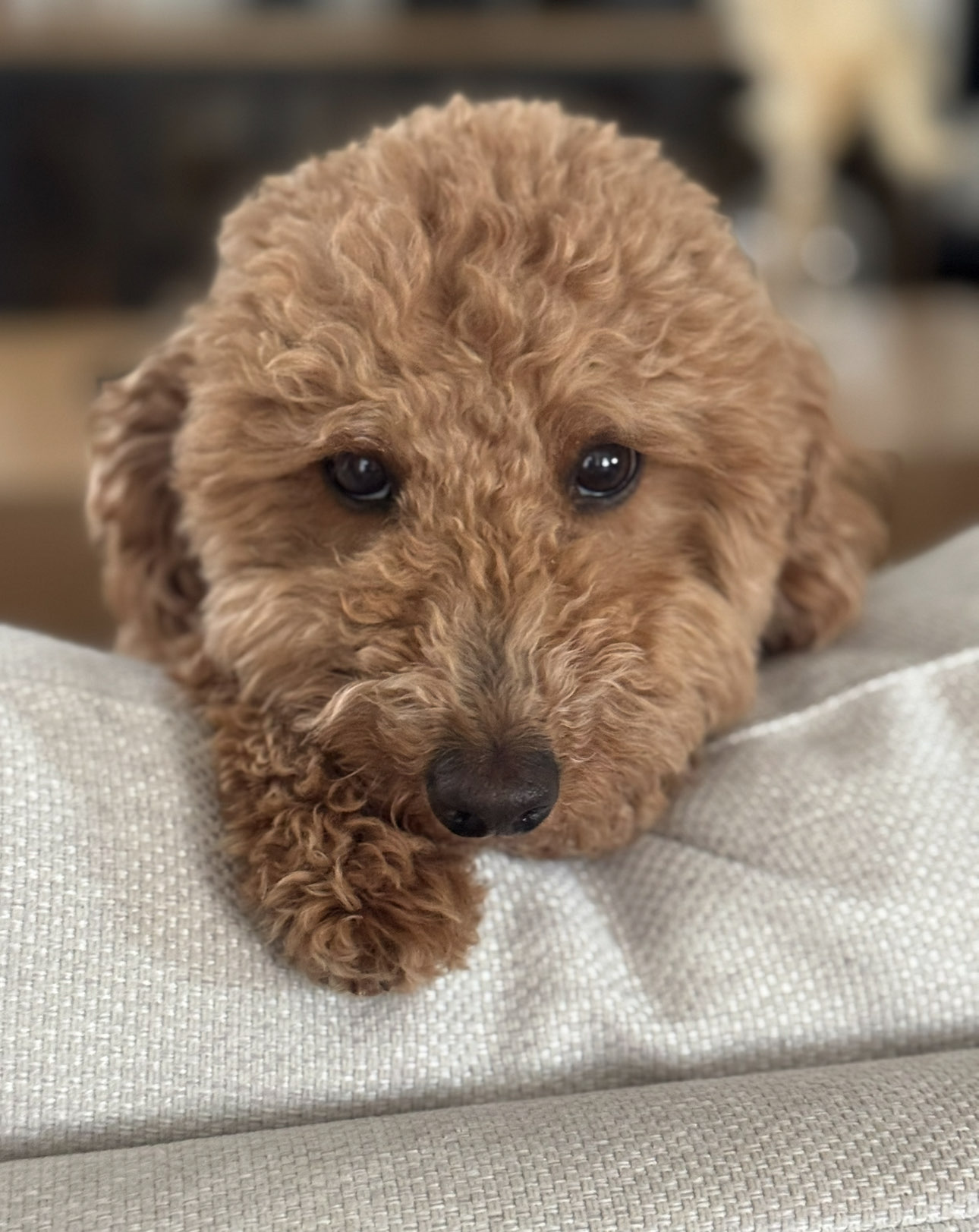Pet sitting in Celina Texas